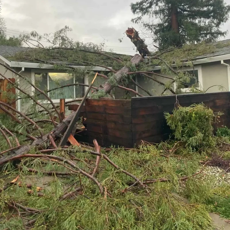 Emergency Tree Service Folsom CA | 24/7 Storm Damage Tree Removal
