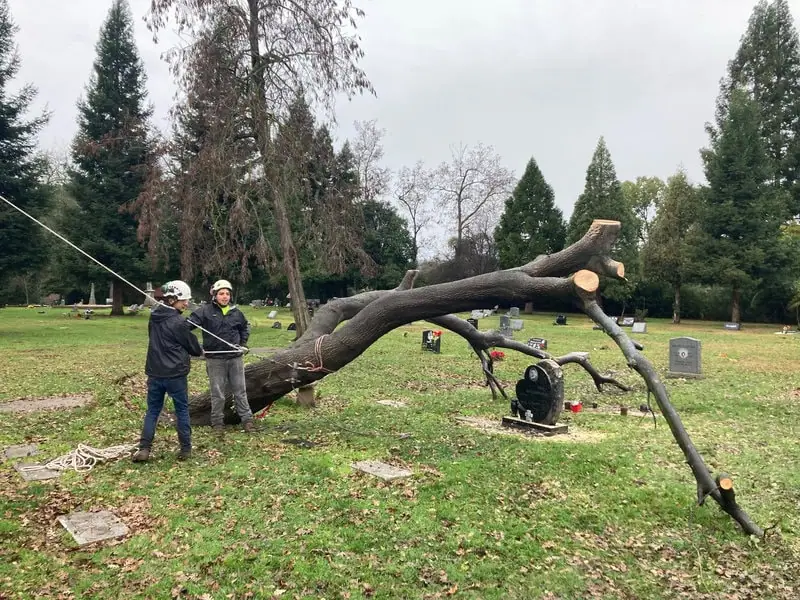 emergency tree removal