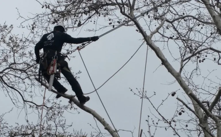 ISA Certified Arborists offering safe tree removal and care services in Folsom, CA, for over 15 years.