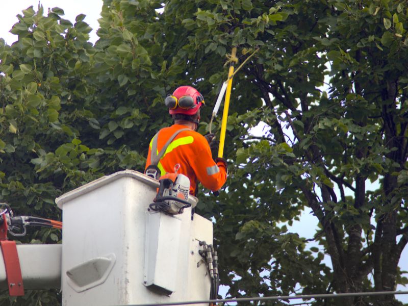 tree pruning near me