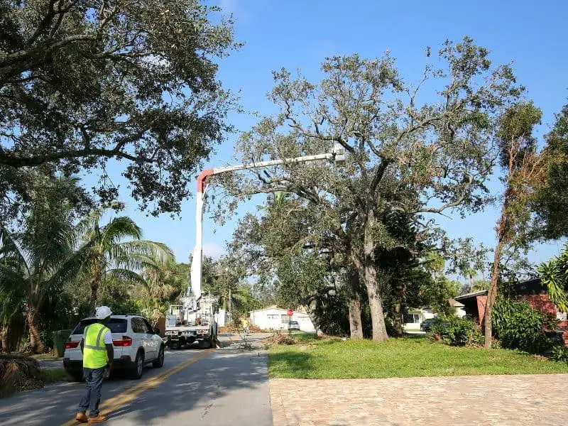 tree removal services