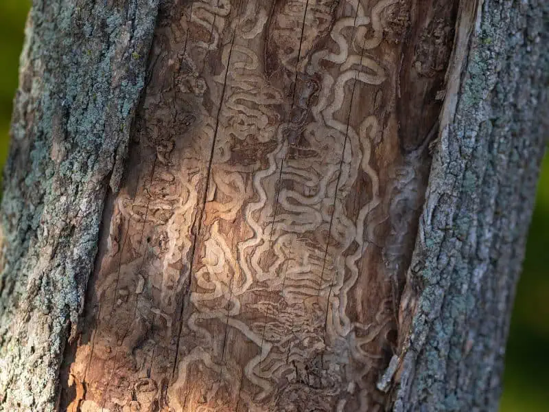 tree care services near me