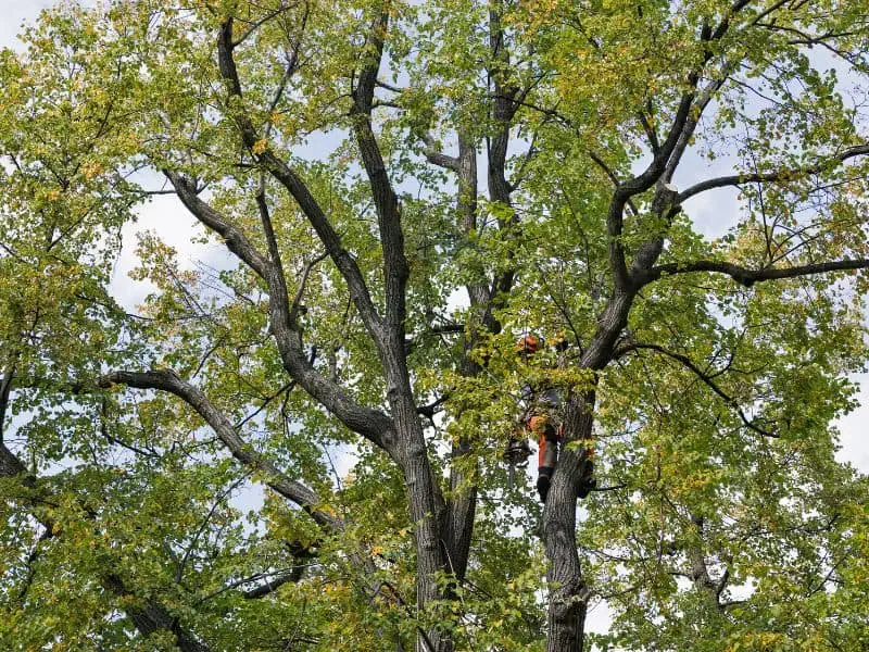 tree care services
