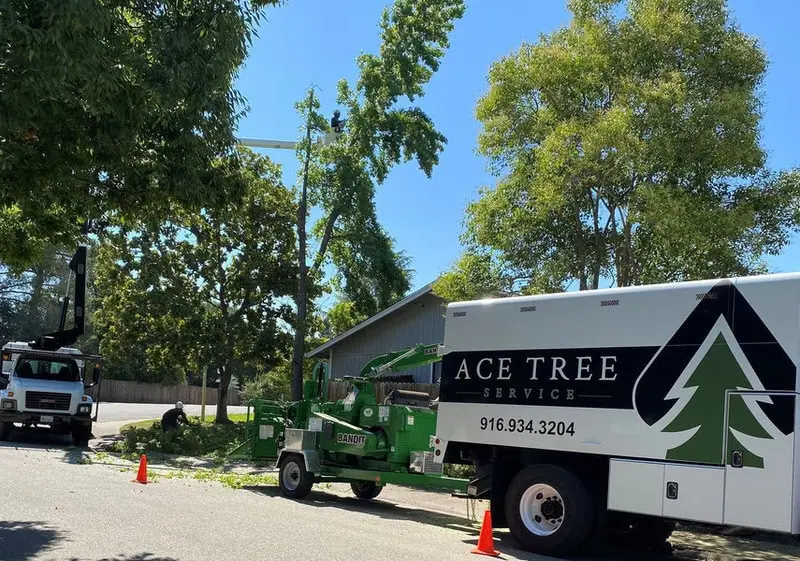 certified and licensed arborists