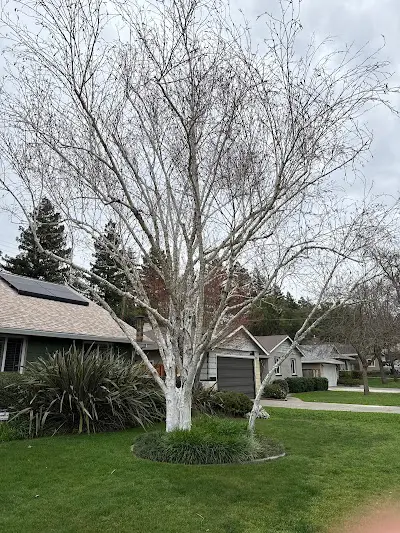 Ace Tree Service professional performing tree trimming and pruning
