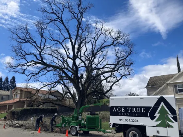 Ace Tree Service provides remarkable results for tree care in Fair Oaks.