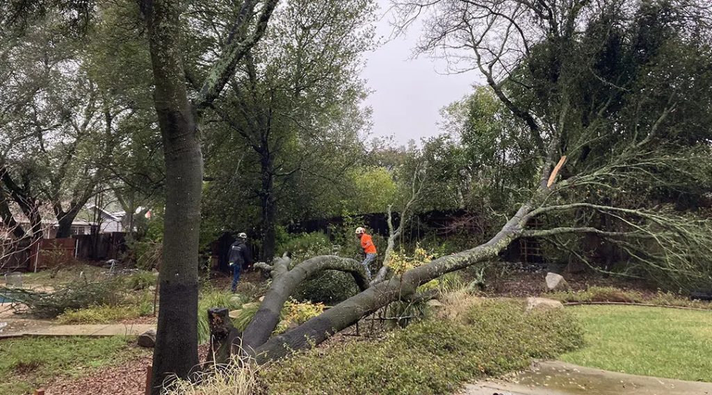 Guide to tree removal costs for Folsom homeowners in 2026 with pricing factors.