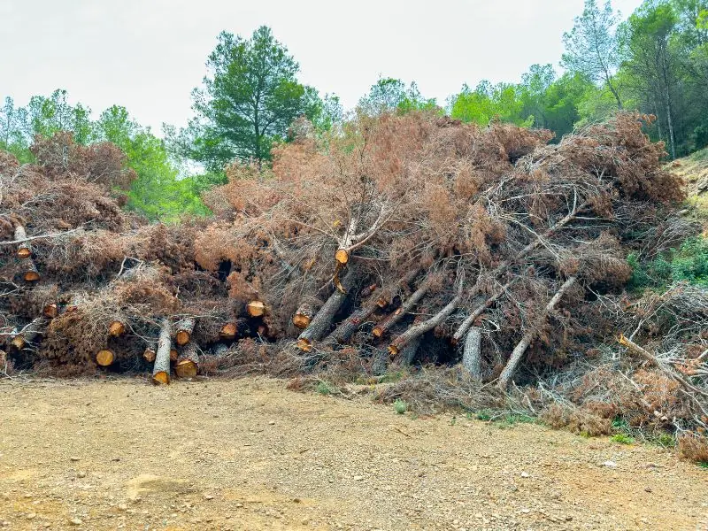 Best Tree Service in Auburn