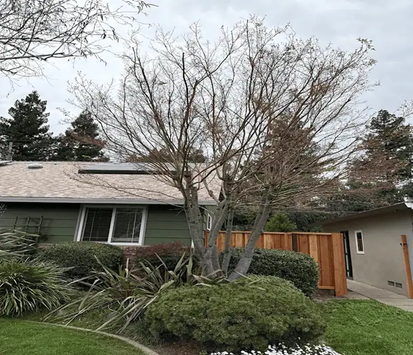 How to Tell If a Tree Is Dead or Just Dormant