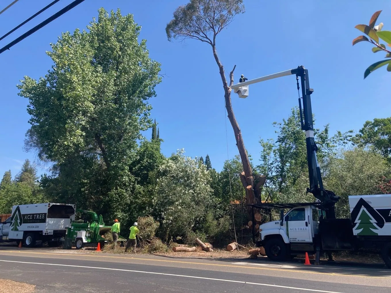 Top Rated Tree Service in Cameron Park