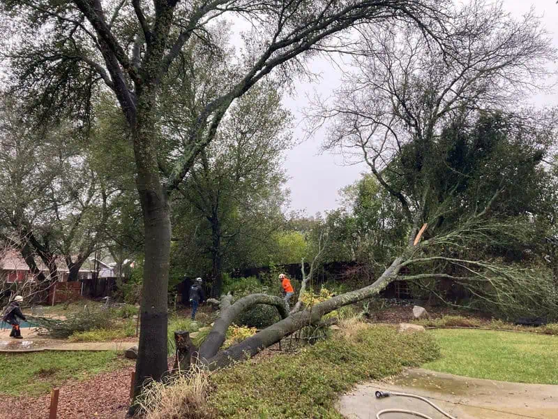 Tree service and yard cleanup in Roseville CA with full debris removal
