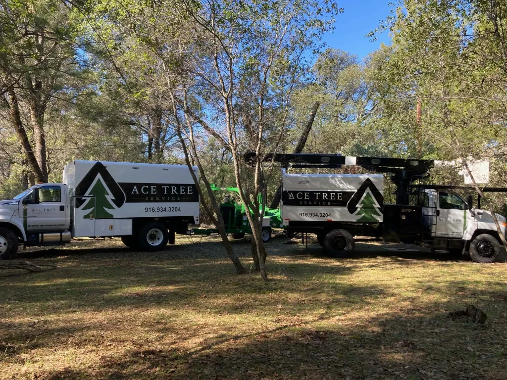 How to Prepare Your Property for California Wildfire Season | Ace Tree Service