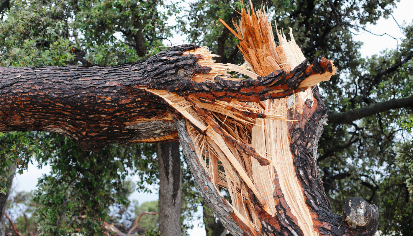 Homeowners noticing early signs of tree distress during Sacramento's summer heat.