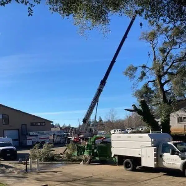Tree removal and trimming service in Roseville CA with full cleanup