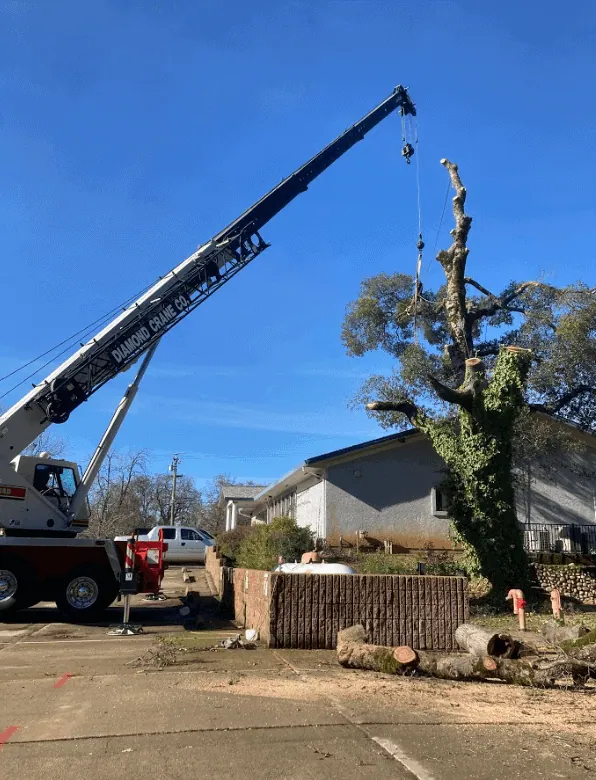 Tree service and yard cleanup in Roseville CA completed quickly and professionally