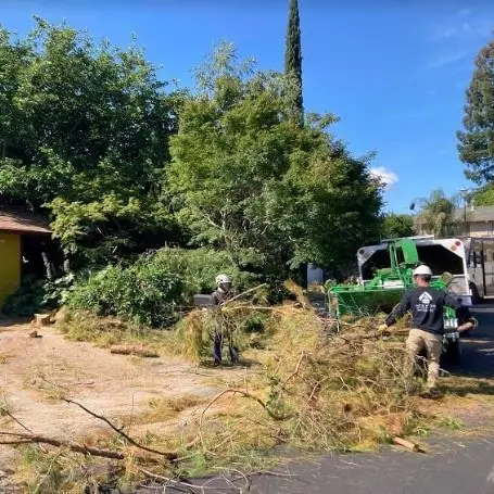 Professional tree service and yard cleanup in Roseville CA