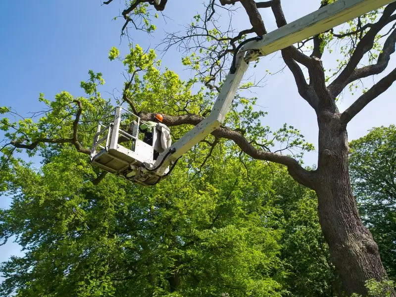 Tree trimming and emergency tree removal in Roseville CA with full cleanup