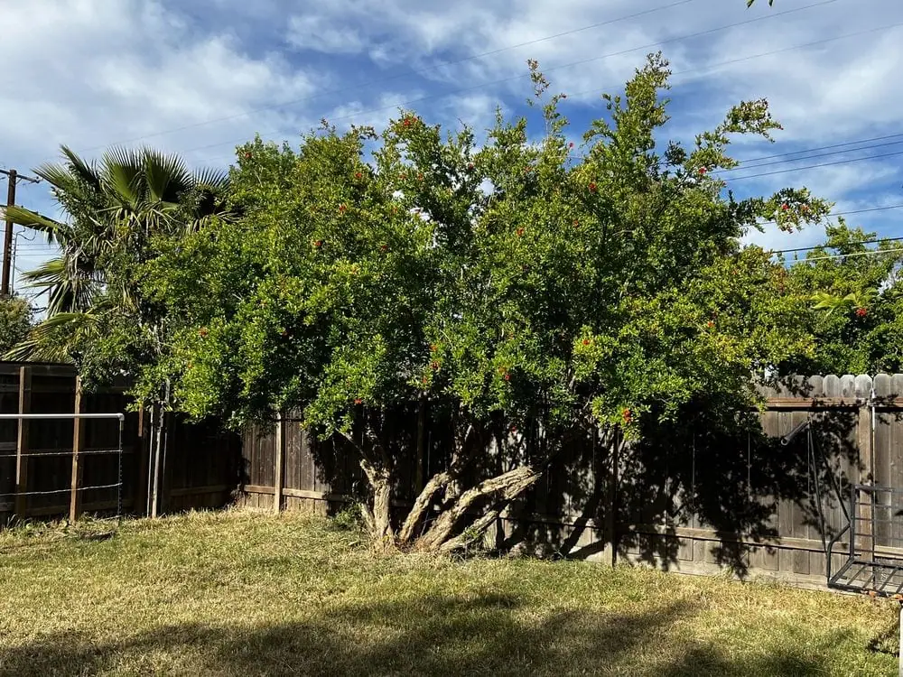 Professional tree service in Roseville CA with full cleanup