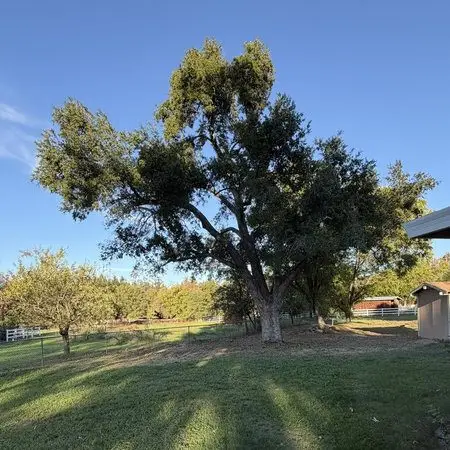 tree pruning services